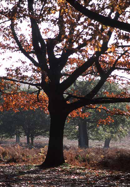 Autumn tree