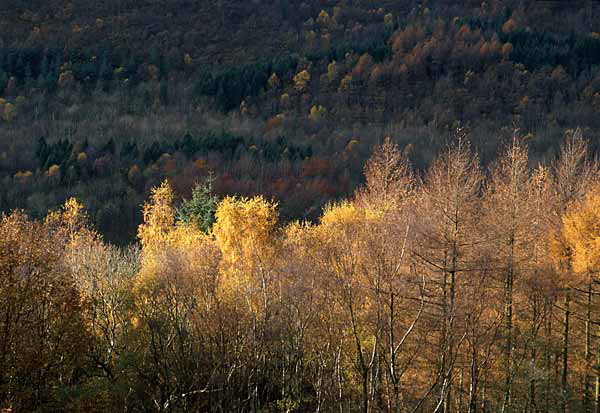 Autumn trees in the Lake District