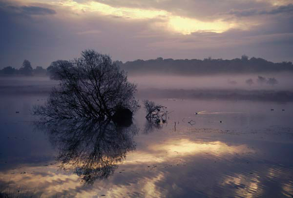 Sunrise in Richmond Park