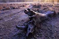 Sunrise in Richmond Park