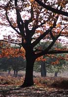 Autumn tree