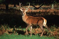 Deer in park, Autumn