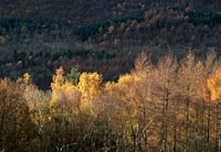 Autumn trees in the Lake District