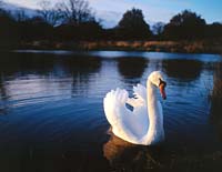 Swan