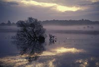 Sunrise in Richmond Park